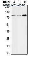 MyBioSource MBS821113 image 1