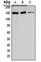 MyBioSource MBS821264 image 1