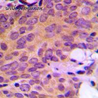 MyBioSource MBS821264 image 2