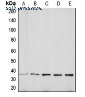 MyBioSource MBS821286 image 1