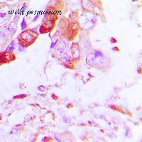MyBioSource MBS821286 image 2