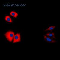 MyBioSource MBS821314 image 2