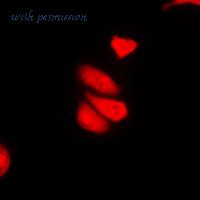 MyBioSource MBS821417 image 3