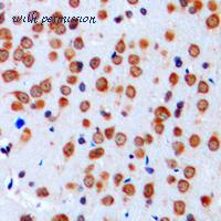 MyBioSource MBS821462 image 2