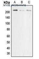 MyBioSource MBS821526 image 1