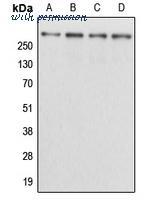 MyBioSource MBS821543 image 1