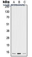 MyBioSource MBS821891 image 1