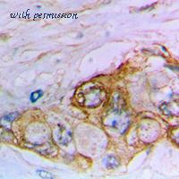 MyBioSource MBS8219219 image 2