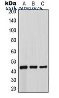 MyBioSource MBS8220053 image 1