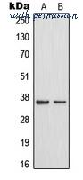 MyBioSource MBS822071 image 1