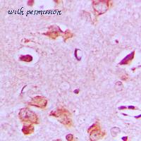 MyBioSource MBS822071 image 2