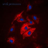 MyBioSource MBS822071 image 3