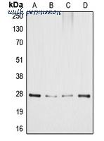 MyBioSource MBS822080 image 1