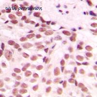MyBioSource MBS822080 image 2