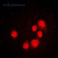 MyBioSource MBS822080 image 3