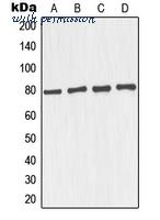 MyBioSource MBS822153 image 1