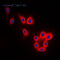 MyBioSource MBS822153 image 2