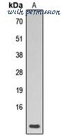 MyBioSource MBS8224597 image 1
