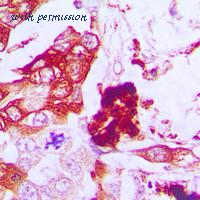 MyBioSource MBS8230669 image 2