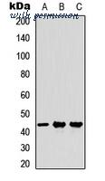 MyBioSource MBS8234163 image 1