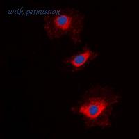 MyBioSource MBS8241620 image 2
