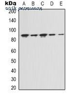 MyBioSource MBS8241750 image 1