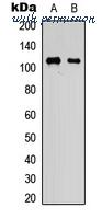 MyBioSource MBS8242341 image 1