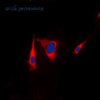 MyBioSource MBS8242341 image 3