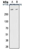 MyBioSource MBS8242354 image 1