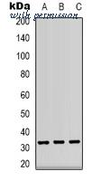 MyBioSource MBS8242406 image 1