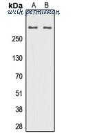 MyBioSource MBS8242586 image 1