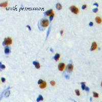 MyBioSource MBS8242586 image 2