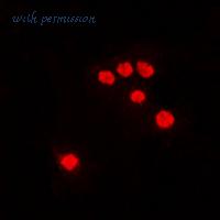 MyBioSource MBS8242586 image 3