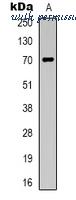 MyBioSource MBS8242663 image 1