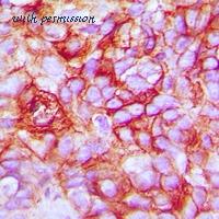 MyBioSource MBS8242663 image 2
