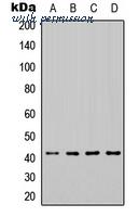 MyBioSource MBS8243164 image 1