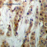 MyBioSource MBS8243164 image 2