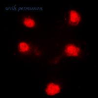 MyBioSource MBS8243164 image 3