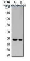 MyBioSource MBS8245218 image 1