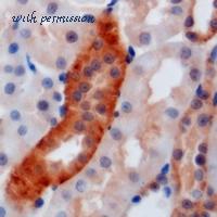 MyBioSource MBS8245218 image 2