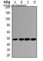 MyBioSource MBS8245274 image 1