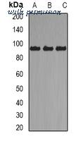 MyBioSource MBS8245445 image 1