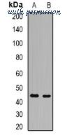 MyBioSource MBS8245649 image 1