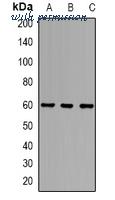MyBioSource MBS8248057 image 1