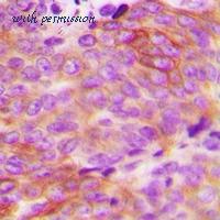MyBioSource MBS8248057 image 2