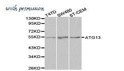 MyBioSource MBS8500062 image 1
