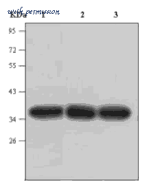 MyBioSource MBS850080 image 1