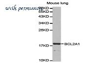 MyBioSource MBS8500810 image 1