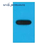MyBioSource MBS8500951 image 1