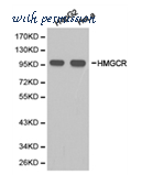 MyBioSource MBS8501824 image 1